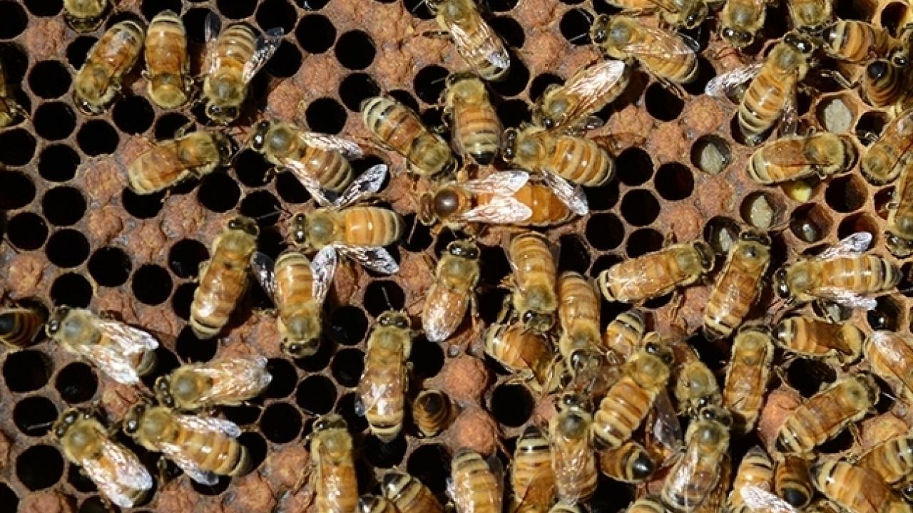 A honey bee colony.