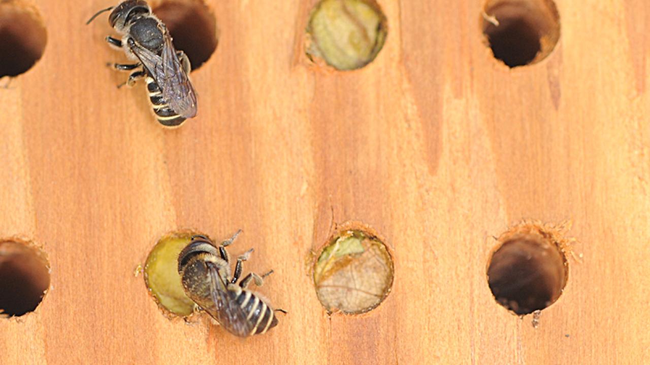 Leafcutter bees (Megachile) and their nests. (Photo by Kathy Keatley Garvey)