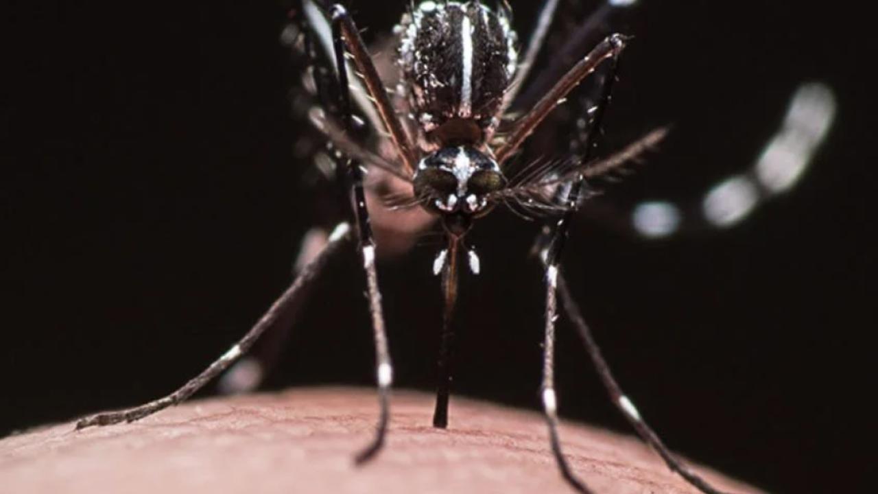 This is the Asian tiger mosquito,  Aedes albopictus, that Lisa Baik studies. (Photo courtesy of Lisa Baik lab)