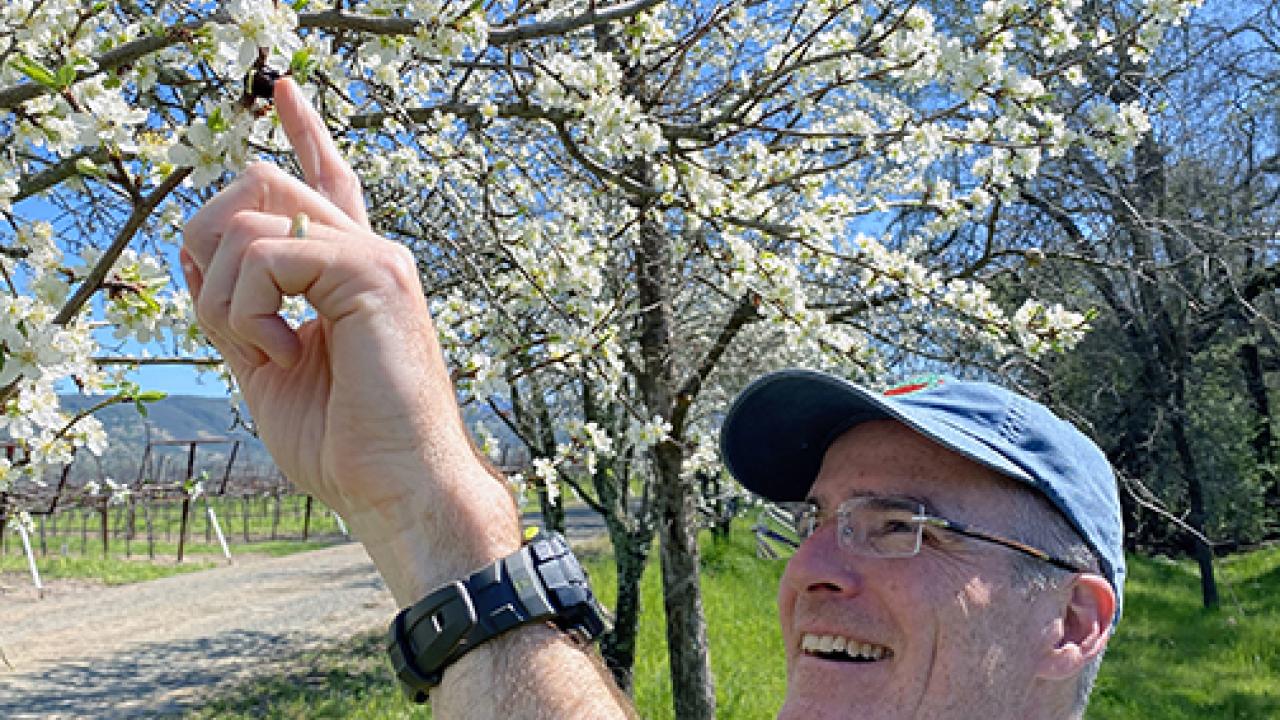 Neal Williams pointing at a bumble bee on almond blossoms