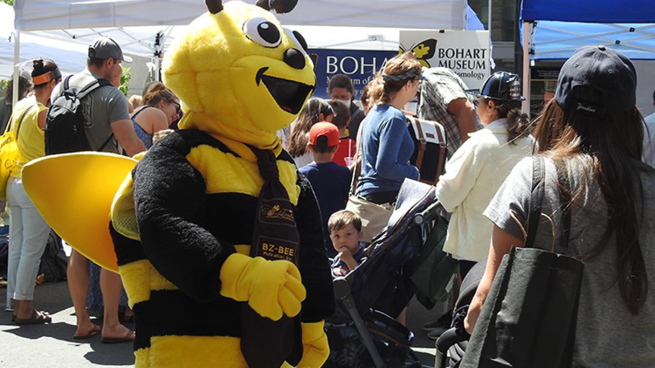 A costumed honey bee weaves through the crowd, as a little boy looks in awe, in this 2022 photo of the California Honey Festival. Inside the costume: Wendy Mather, co-program manager of the UC Davis-based California Master Beekeeper Program. (Photo by Kathy Keatley Garvey)