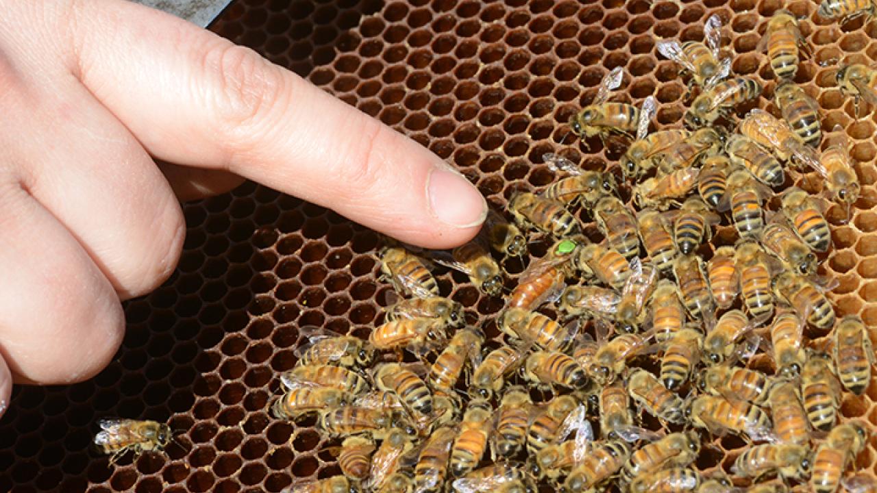 Pointing to a queen bee