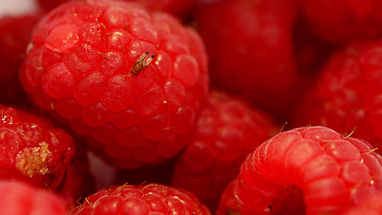 Spotted wing drosophila on raspberries. (Photo by Kathy Keatley Garvey)