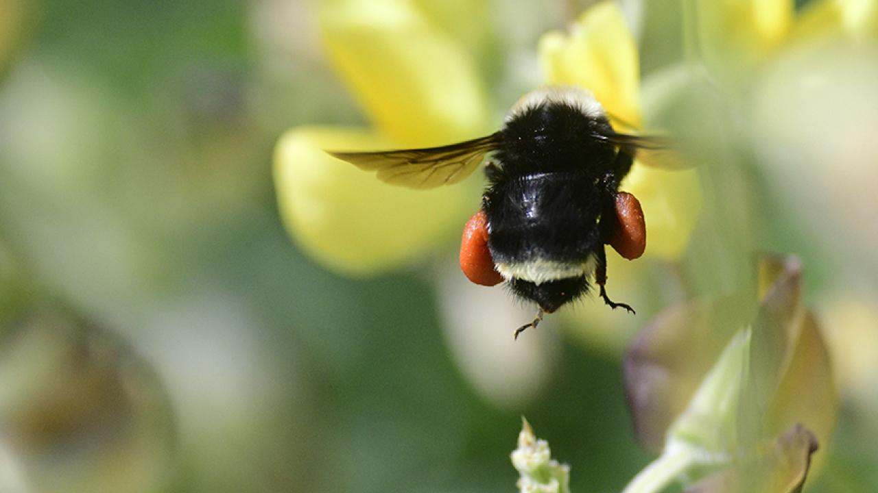 A yellow-faced bumble bee, Bombus vosnesenskii, packing a load of red pollen from lupine. (Photo by Kathy Keatley Garvey)