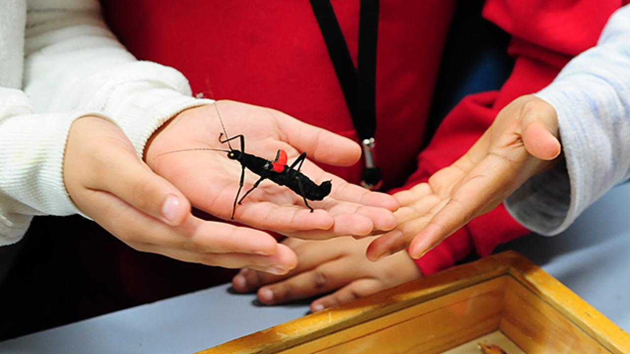 Black velvet stick insect with red wings