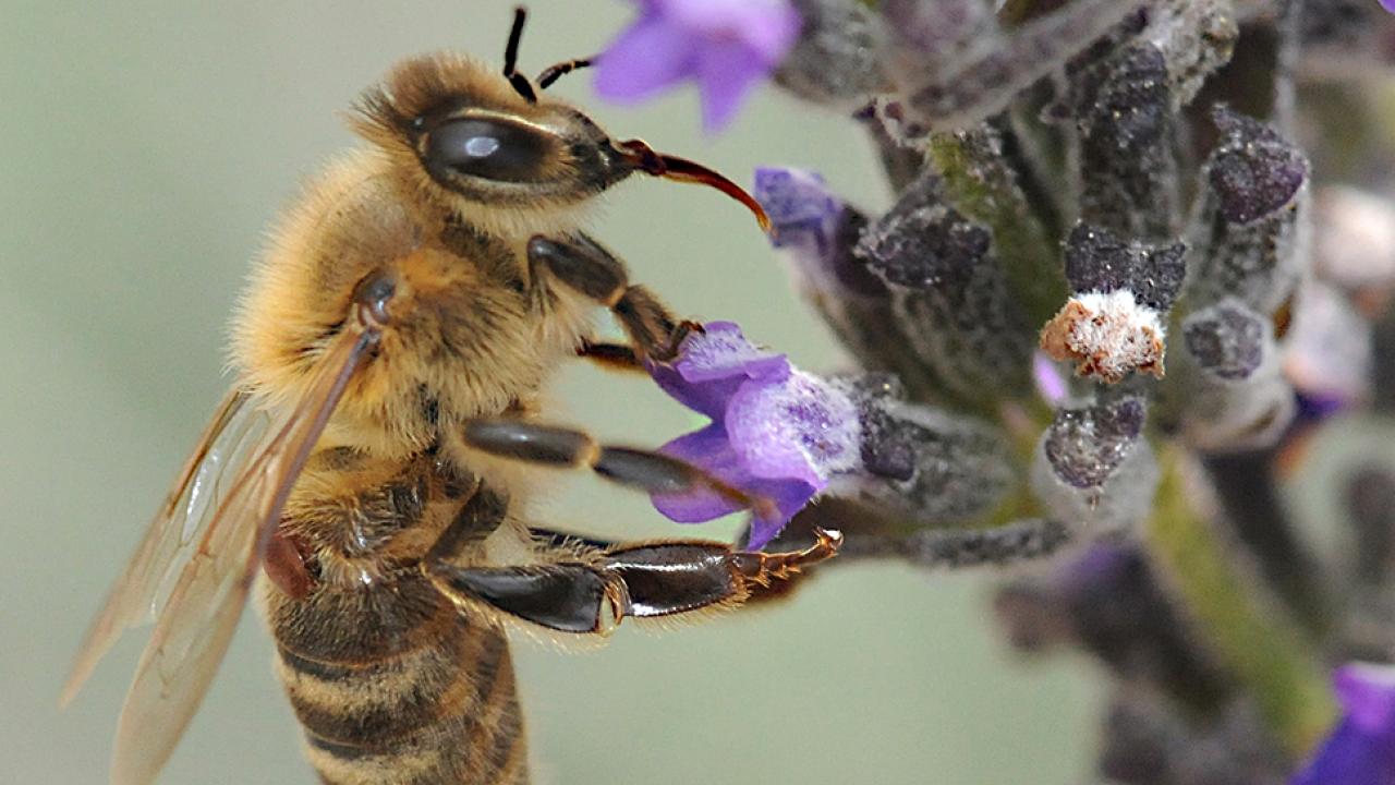A Varroa mite on a worker bee in a Vacaville pollinator garden. (Photo by Kathy Keatley Garvey)