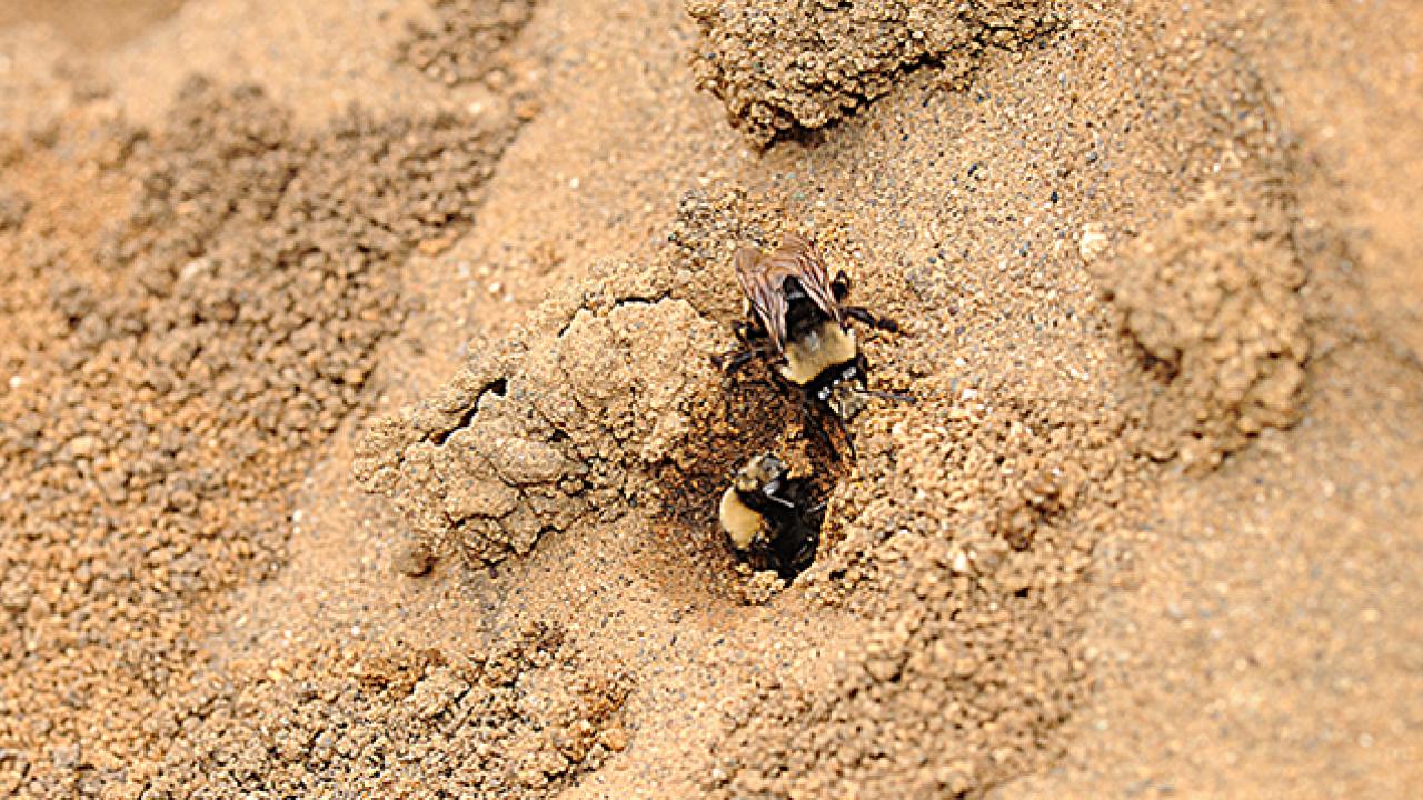 This is the solitary bee, Anthophora bomboides, a digger bee and a bumble bee mimic, that Shawn Christensen studies. (Photo taken on sand cliffs of Bodega Bay by Kathy Keatley Garvey)