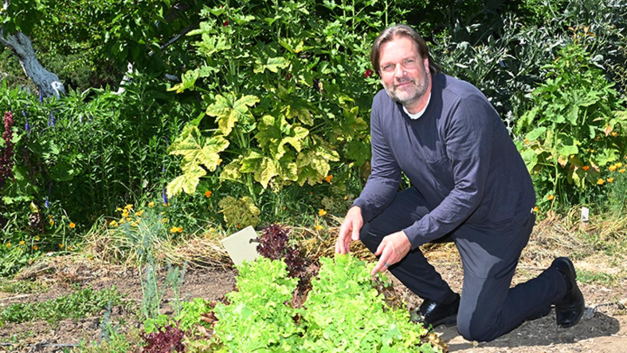 Professor Christian Nansen by a row of lettuce