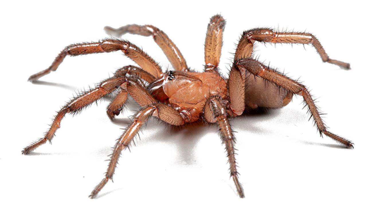 This is a male trapdoor spider, Promyrmekiaphila korematsui .