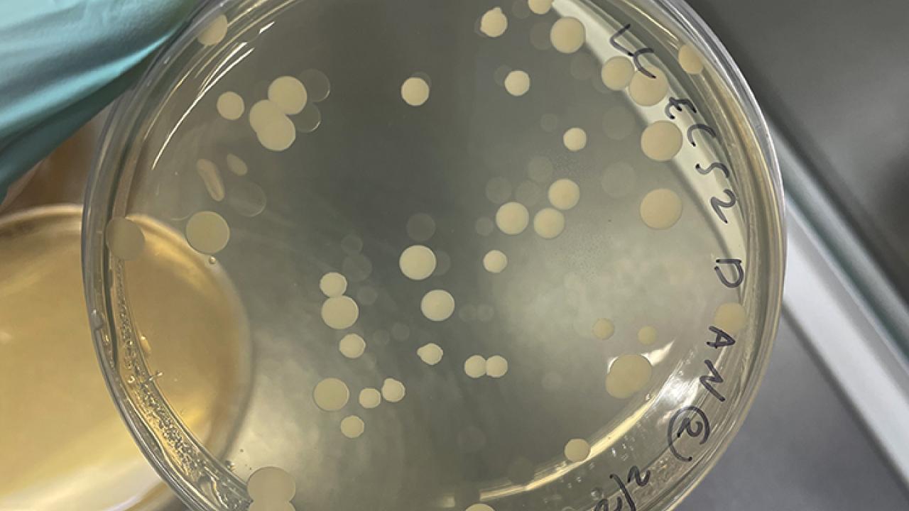 Growth of Metschnikowia reukaufii on agar plates (Photo by Leta Landucci)