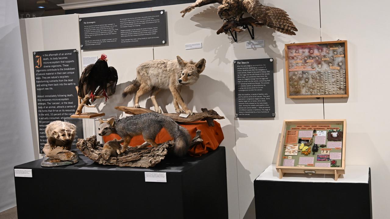 The Bohart Museum of Entomology loaned some of its collection to the Vacaville Museum for its "Art of Death" gallery exhibit. (Photo by Kathy Keatley Garvey)