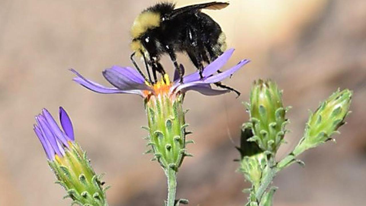 A yellow-faced bumble bee, Bombus vosnesenskii, foraging on a thistle. (Photo by Rachel Vannette)