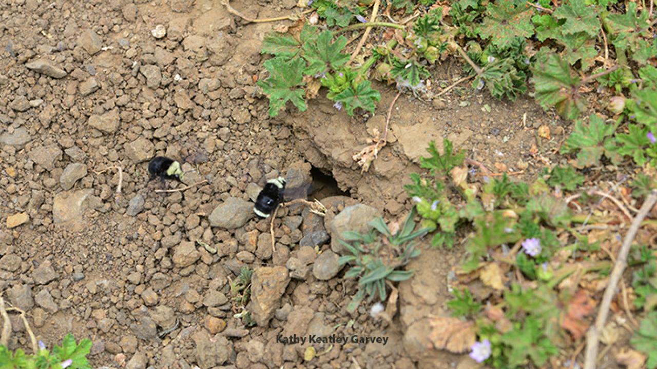 Doctoral candidate Danielle Rutkowski will give her exit seminar on "Identity and Functions of Symbiotic Fungi Associated with Social Bees." Social bees include the yellow-faced bumble bee, Bombus vosnesenskii, shown here entering their nest. (Photo by Kathy Keatley Garvey)