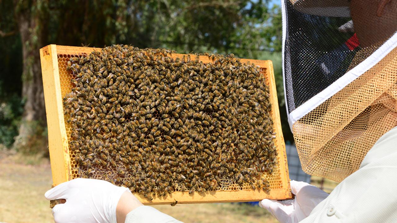 Bee scientist Brian Johnson of UC Davis Department of Entomology and Nematology, with a frame of bees. 