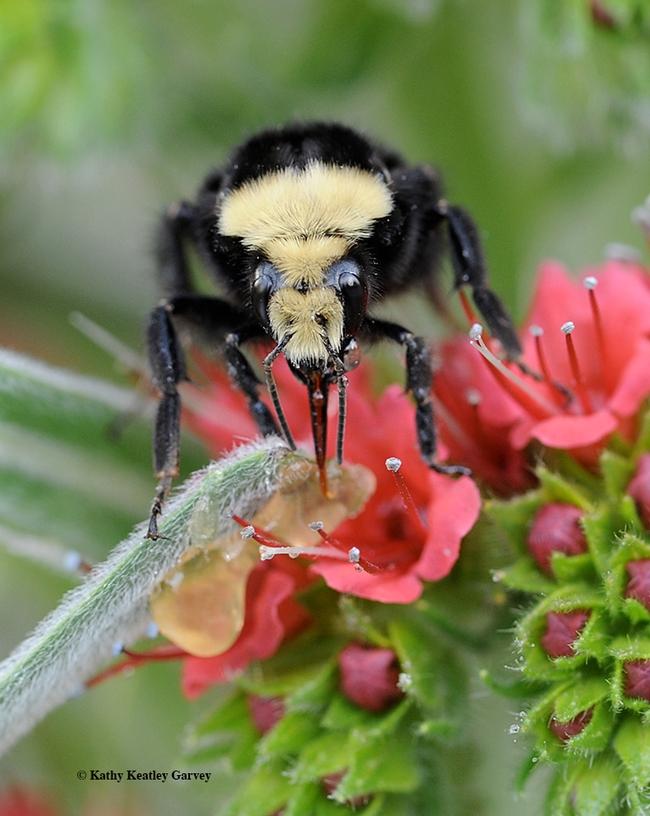 Yellow-faced bumble bee, Bombus vosnesenskii in a Vacaville garden. (Photo by Kathy Keatley Garvey)