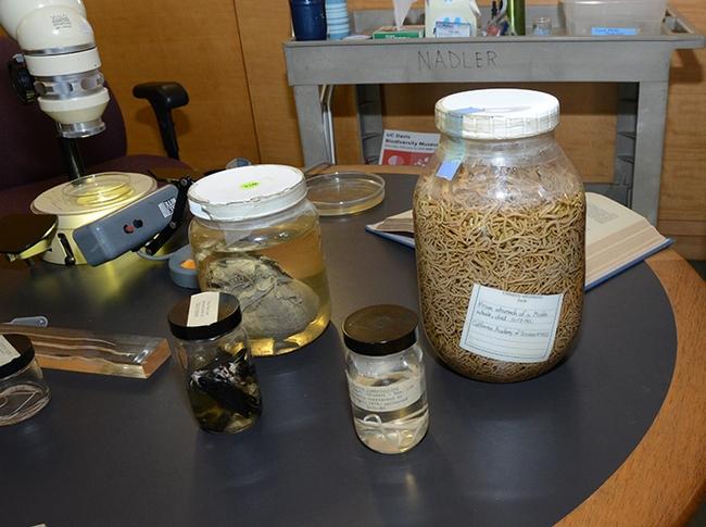 Nematode display from the lab of Shahid Siddique. (Photo by Kathy Keatley Garvey)