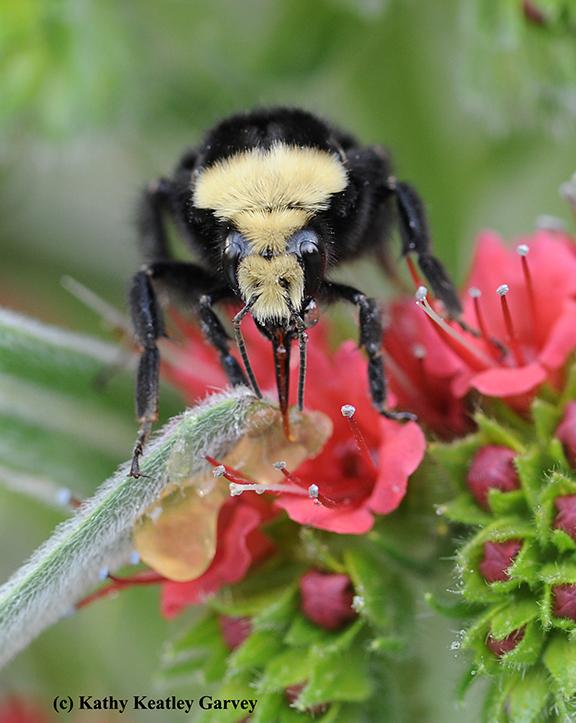Close-up bumble bee feeding on red flower