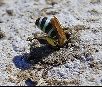 Douglas Walsh studies the alkali bee and his work will be showcased later this year in the PBS Show, "The Human Footprint." (Photo courtesy of Douglas Walsh)
