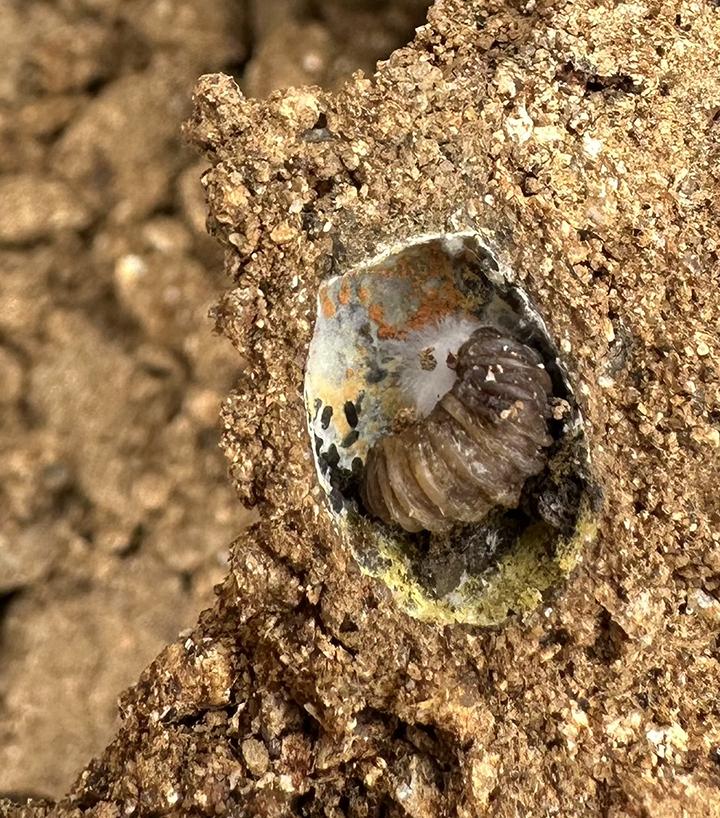 A bee surviving the winter (Photo courtesy of the Rachel Vannette lab)