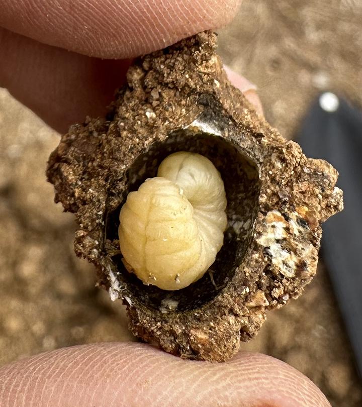 An overwintering bee larva (Photo courtesy of the Rachel Vannette lab)