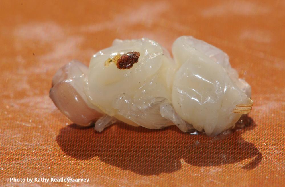 A Varroa mite on the honey bee drone pupa. (Photo by Kathy Keatley Garvey)