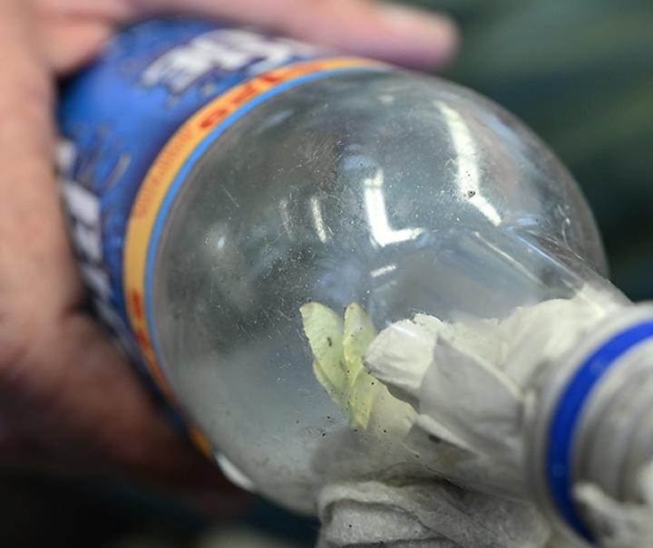 The cabbage white butterfly opens its wings. (Photo by Kathy Keatley Garvey)