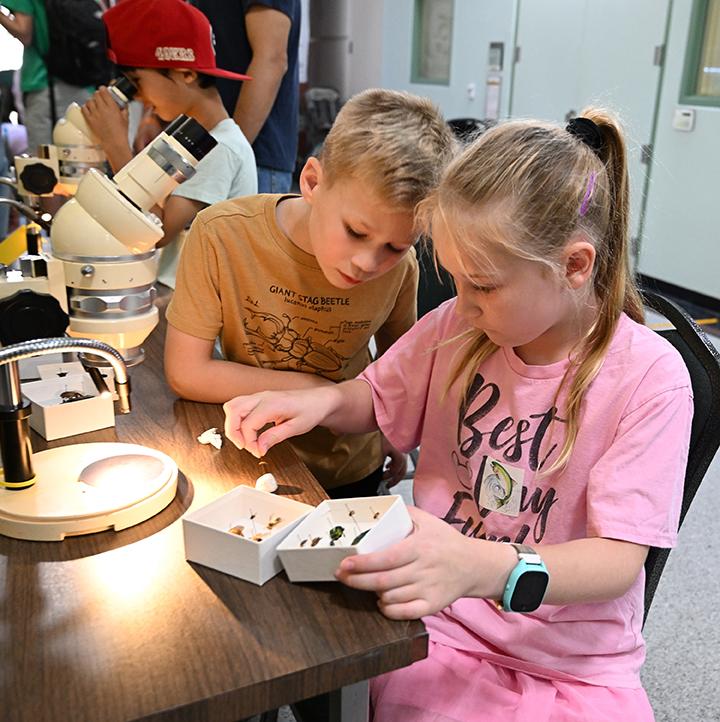 Sutton Sauder, 9, and her brother, Elliot, 7, sorting through insect specimens and deciding which ones to look at through a microscope at a recent Bohart Museum of Entomology open house. (Photo by Kathy Keatley Garvey)