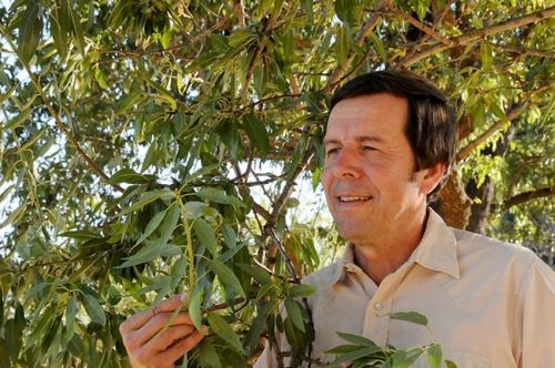 Frank Zalom checking out an almond tree.