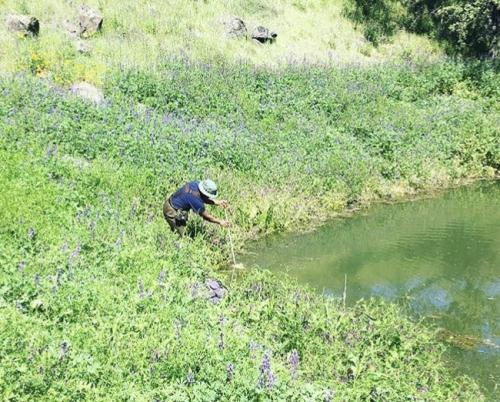 2018 freshwater macroinvertebrates: A photo of me using an aquatic dip net during a field trip for the freshwater macroinvertebrates lab course