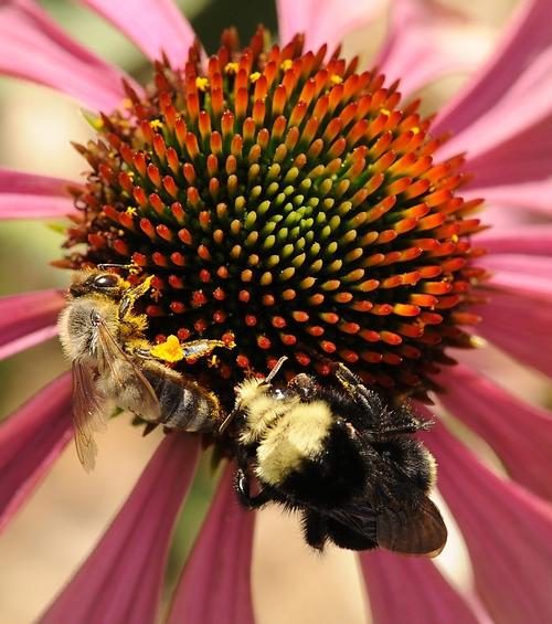 Honey bee and yellow-faced bumble bee foraging on a coneflower in the UC Davis Bee Haven. (Photo by Kathy Keatley Garvey)