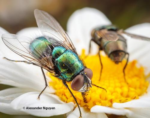 Blowfly by Alexander Nguyen