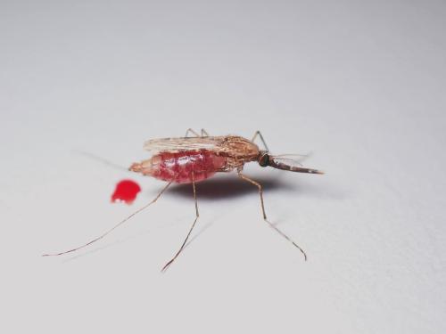 An gambiae: Anopheles gambiae were the mosquitoes I worked with at the Vector Genetics Lab after graduation. I took this photo while working in the lab.