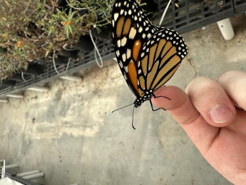 Adult monarch Ian helped to raise.