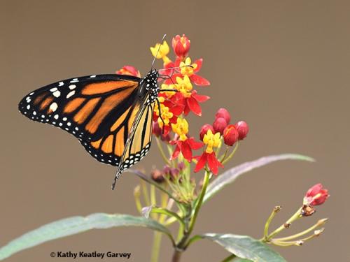 Monarch by Kathy Keatley Garvey