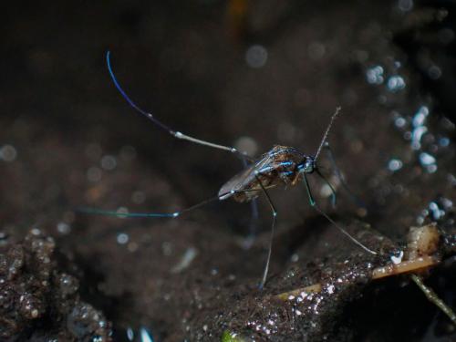 Uranotaenia sapphirinia: I took this photo while out in the field in Florida earlier this year.