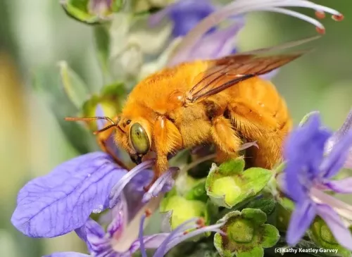 Male Valley carpenter bee, Xylocopa sonorina, on germander. (Photo by Kathy Keatley Garvey)