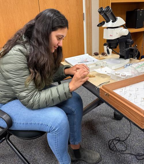 UC Davis doctoral student Carla Cristinia "CC" Edwards, working on fruit fly identication. (Photo by Luc LeBlanc)