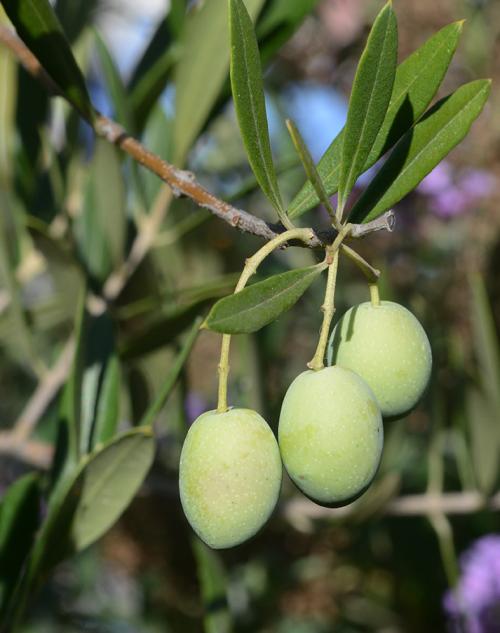 Ripening olives. (Photo by Kathy Keatley Garvey)