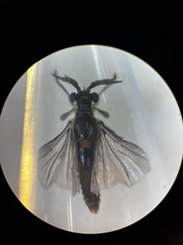 An image of a Xenos peckii under the microscope. (Photo by RJ Millena)