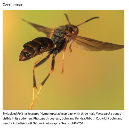 Cover image of Environmental Entomology, courtesy of John and Kendra Abbott. Copyright John and Kendra Abbott/Abbott Nature Photography. This is a parasitized northern paper wasp, Polistes fuscatus, with three male Xenos peckii pupae visible in its abdomen.