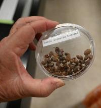 Osmia cocoons