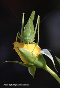 Katydid munching on a yellow rose.