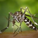 Aedes albopictus (CDC Photo)