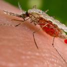 A malaria mosquito, Anopheles stephensi, drawing blood. (Photo courtesy of Wikipedia)