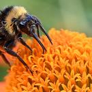 Bombus californicus nectaring on a Mexican sunflower, Tithonia rotundifola. (Photo by Kathy Keatley Garvey)