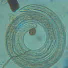 This micrograph of a nematode is from the lab of Amanda Hodson, assistant professor of soil ecology and pest management, UC Davis Department of Entomology and Nematolgy. She will present a seminar on "Musings on the Subterranean Invertebrate Metropolis" at 12:10 p.m., Wednesday, Jan. 14 in 122 Briggs Hall.