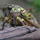 Large cicada basking in the sun. Wellington, New Zealand. (Photo by Tony Wills, Wikipedia)