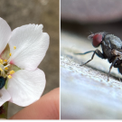 Blue orchard bee and Houdini fly