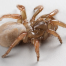Newly identified species of trapdoor spider, Aptostichus ramirezae. (Photo by Emma Jochim of the Jason Bond lab, UC Davis)