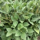 A soybean field. (Photo courtesy of Wikipedia)